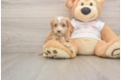 Best Maltipoo Baby