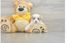 Maltipoo Puppy for Adoption