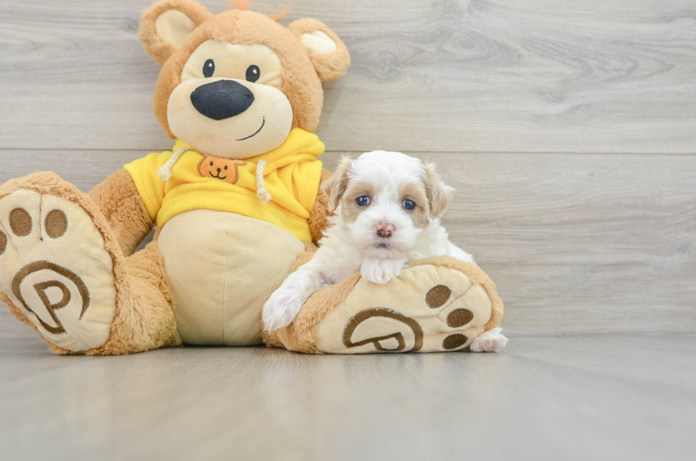 6 week old Maltipoo Puppy For Sale - Pilesgrove Pups