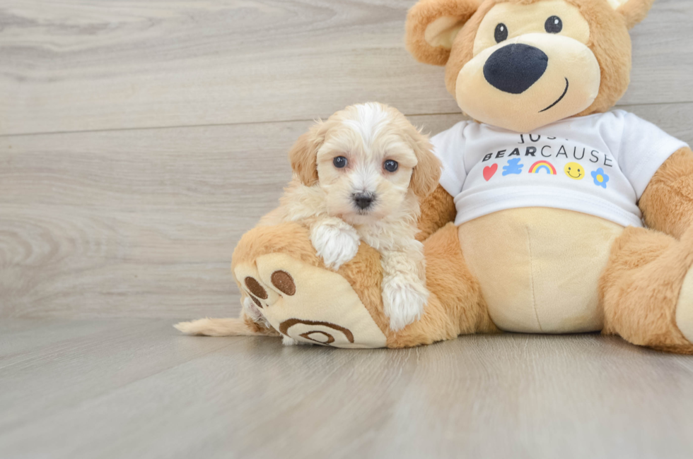 7 week old Maltipoo Puppy For Sale - Pilesgrove Pups