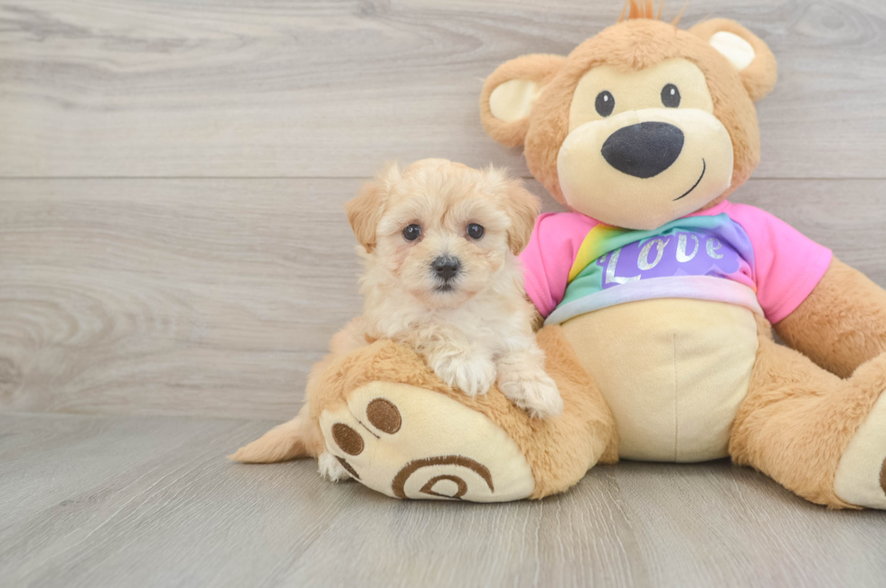 6 week old Maltipoo Puppy For Sale - Pilesgrove Pups