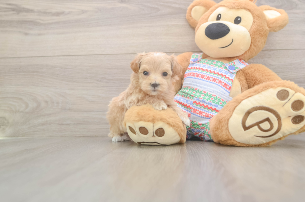 5 week old Maltipoo Puppy For Sale - Pilesgrove Pups