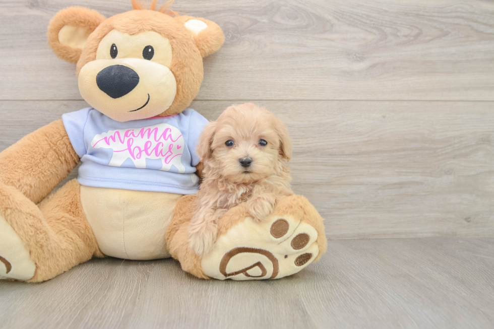 Friendly Maltipoo Baby