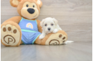 Funny Maltipoo Poodle Mix Pup