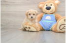 Best Maltipoo Baby