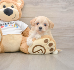 7 week old Maltipoo Puppy For Sale - Pilesgrove Pups