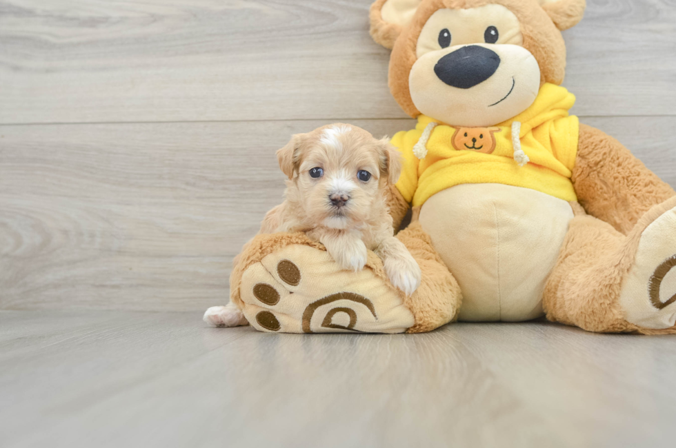 6 week old Maltipoo Puppy For Sale - Pilesgrove Pups