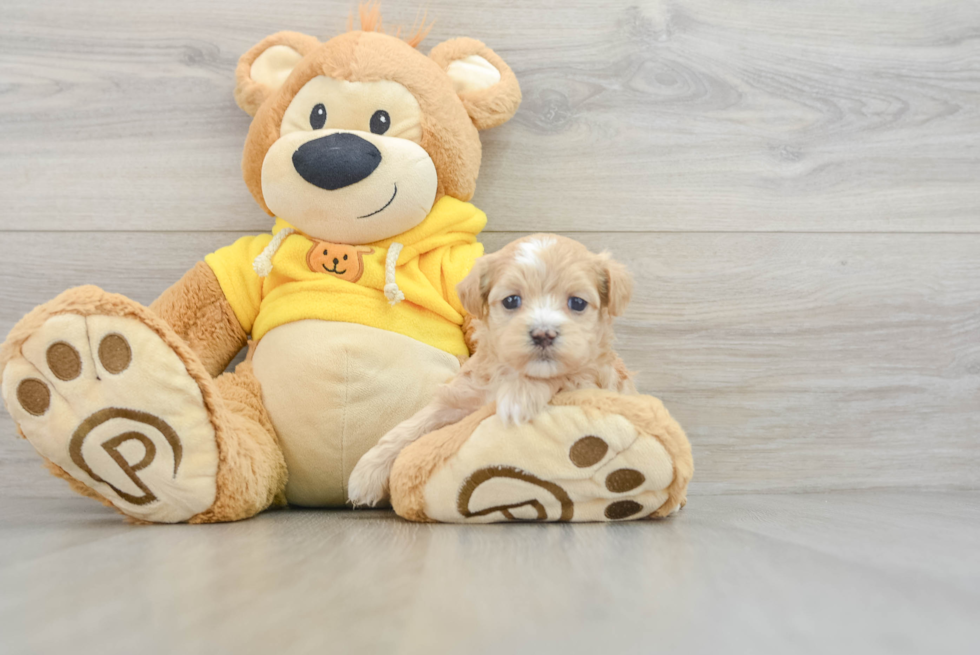 Best Maltipoo Baby