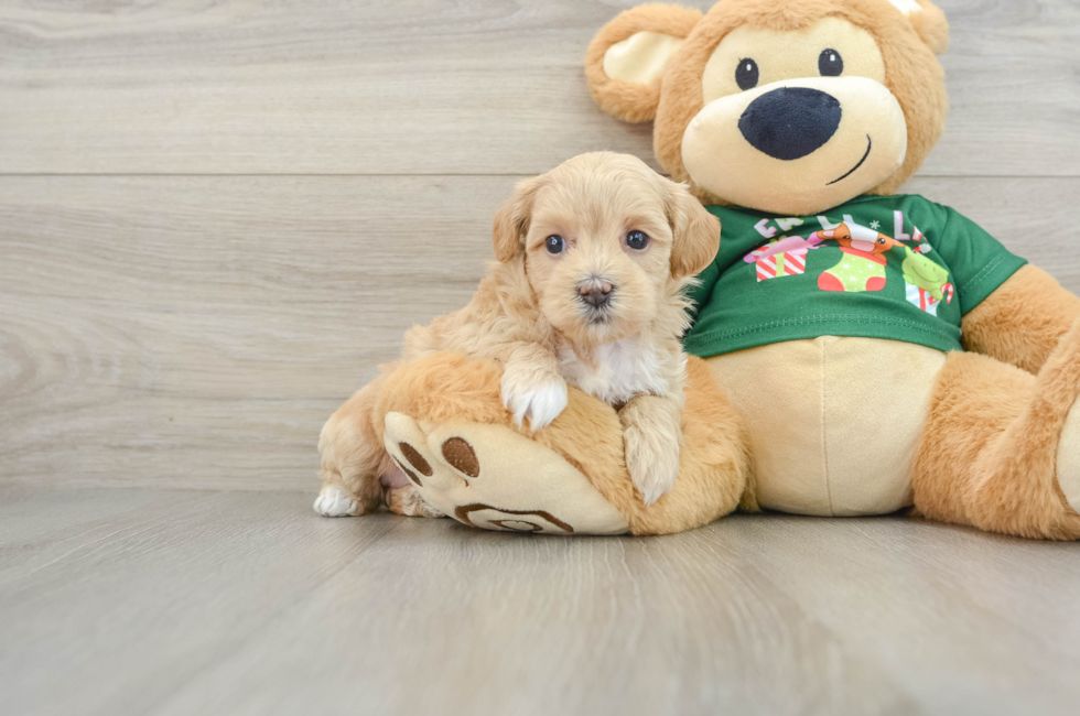 5 week old Maltipoo Puppy For Sale - Pilesgrove Pups