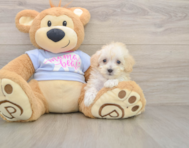 10 week old Maltipoo Puppy For Sale - Pilesgrove Pups