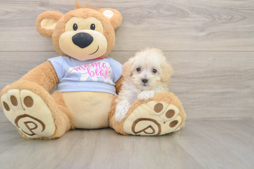Small Maltipoo Baby