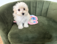 11 week old Maltipoo Puppy For Sale - Pilesgrove Pups