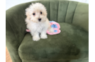 Cute Maltipoo Baby