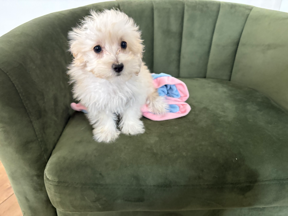 Cute Maltipoo Baby