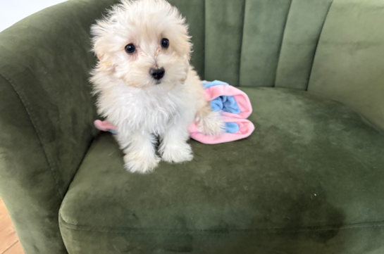 Cute Maltipoo Baby