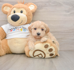 7 week old Maltipoo Puppy For Sale - Pilesgrove Pups
