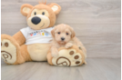 Maltipoo Puppy for Adoption