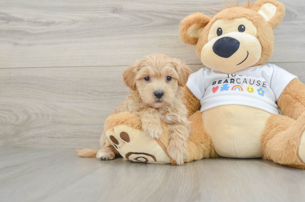 7 week old Maltipoo Puppy For Sale - Pilesgrove Pups