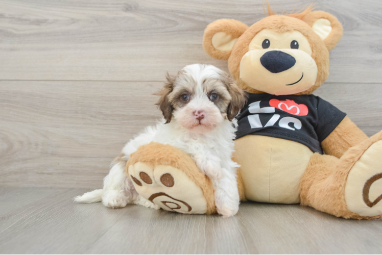 Playful Multipoo Poodle Mix Puppy