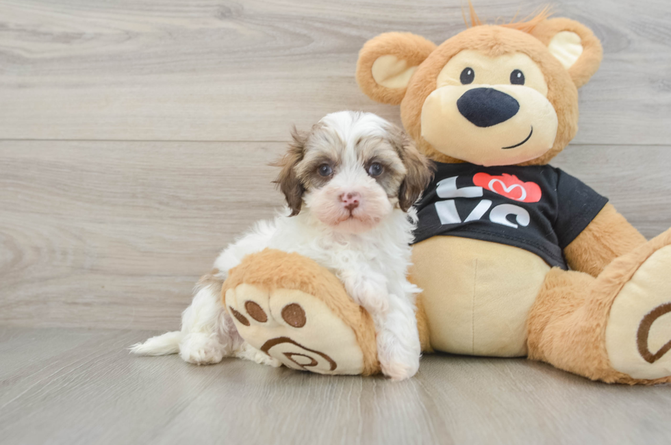 6 week old Maltipoo Puppy For Sale - Pilesgrove Pups
