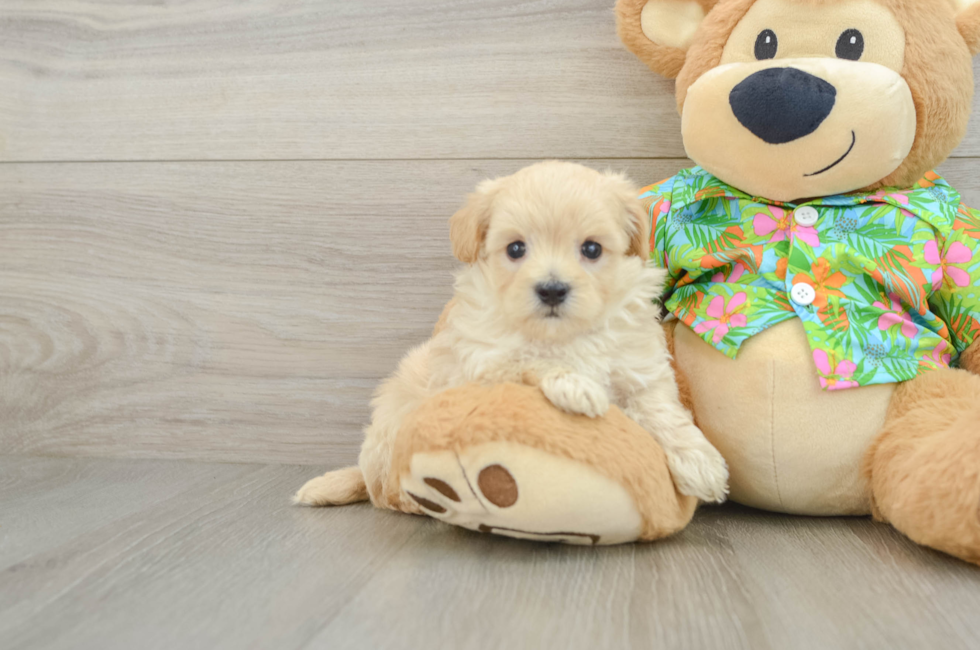 5 week old Maltipoo Puppy For Sale - Pilesgrove Pups