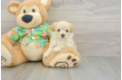 Maltipoo Puppy for Adoption