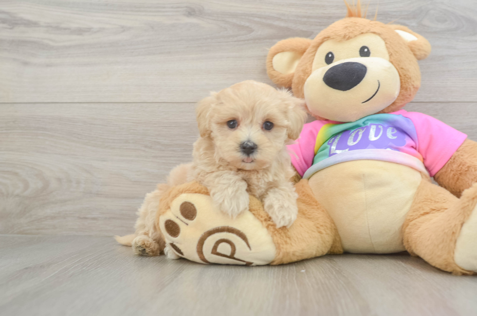 6 week old Maltipoo Puppy For Sale - Pilesgrove Pups
