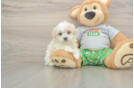 Adorable Malt a Poo Poodle Mix Puppy