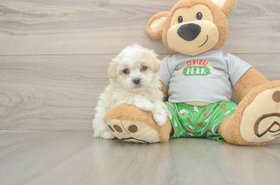 5 week old Maltipoo Puppy For Sale - Pilesgrove Pups