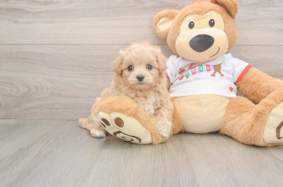 5 week old Maltipoo Puppy For Sale - Pilesgrove Pups