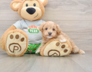 8 week old Maltipoo Puppy For Sale - Pilesgrove Pups