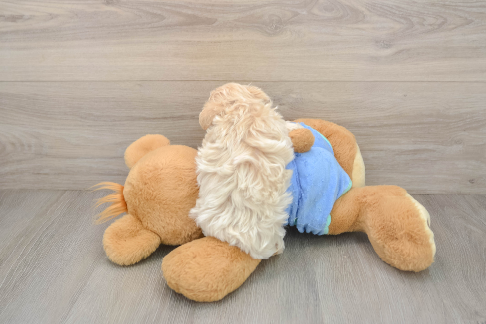 Maltipoo Puppy for Adoption