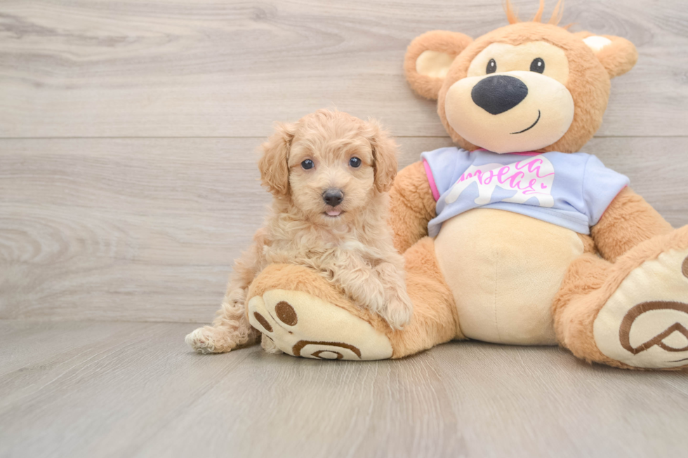 Maltipoo Pup Being Cute