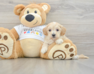 9 week old Maltipoo Puppy For Sale - Pilesgrove Pups