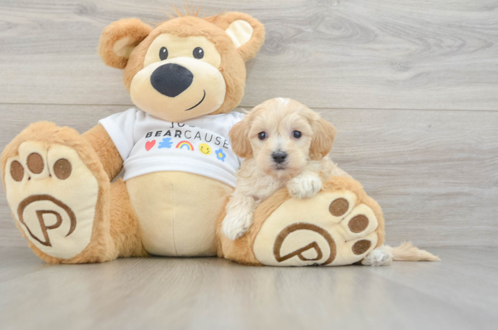 7 week old Maltipoo Puppy For Sale - Pilesgrove Pups