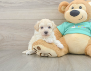 8 week old Maltipoo Puppy For Sale - Pilesgrove Pups