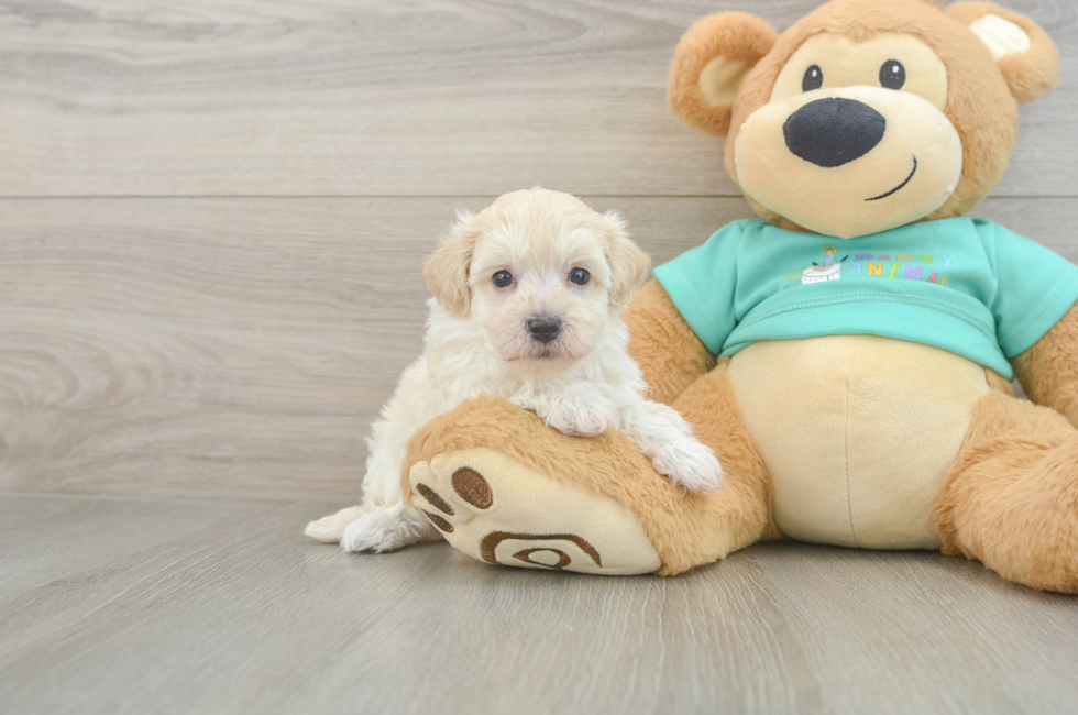 7 week old Maltipoo Puppy For Sale - Pilesgrove Pups