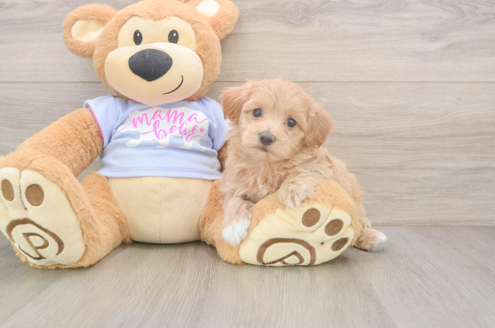 5 week old Maltipoo Puppy For Sale - Pilesgrove Pups