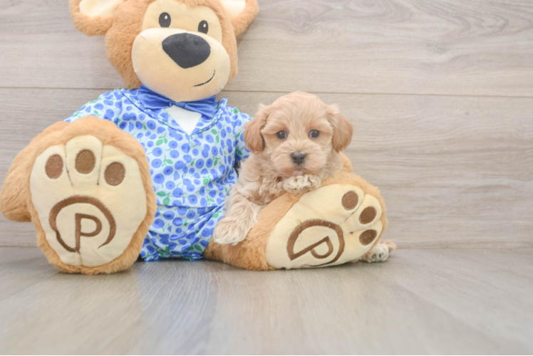 Best Maltipoo Baby
