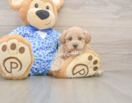 8 week old Maltipoo Puppy For Sale - Pilesgrove Pups