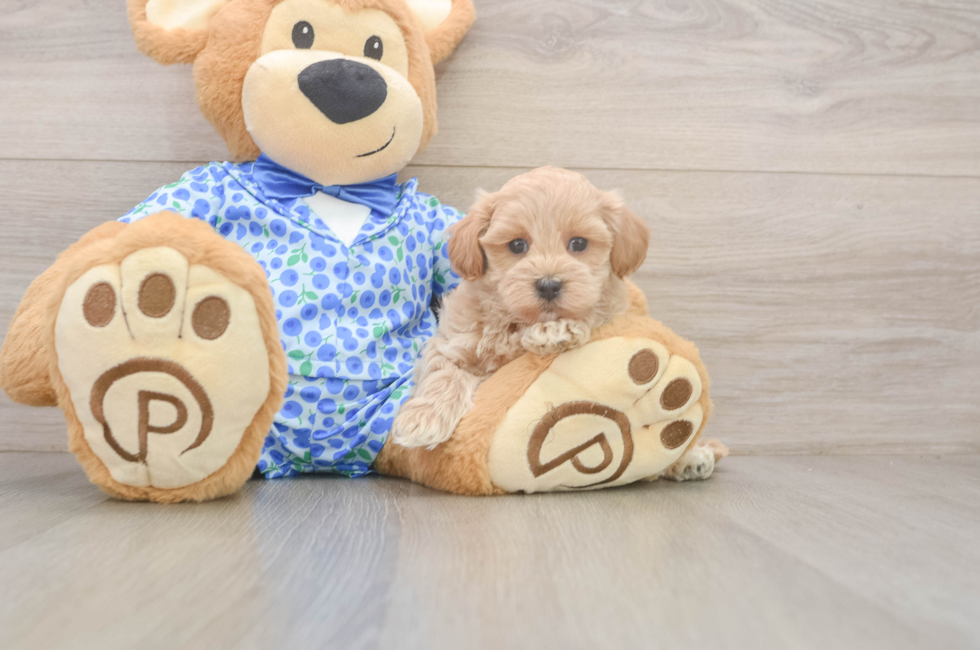 6 week old Maltipoo Puppy For Sale - Pilesgrove Pups