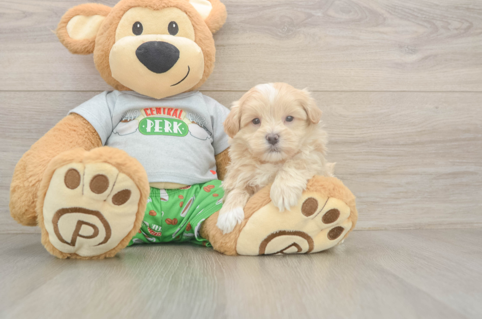 5 week old Maltipoo Puppy For Sale - Pilesgrove Pups
