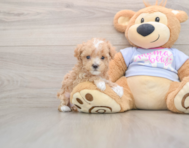 8 week old Maltipoo Puppy For Sale - Pilesgrove Pups