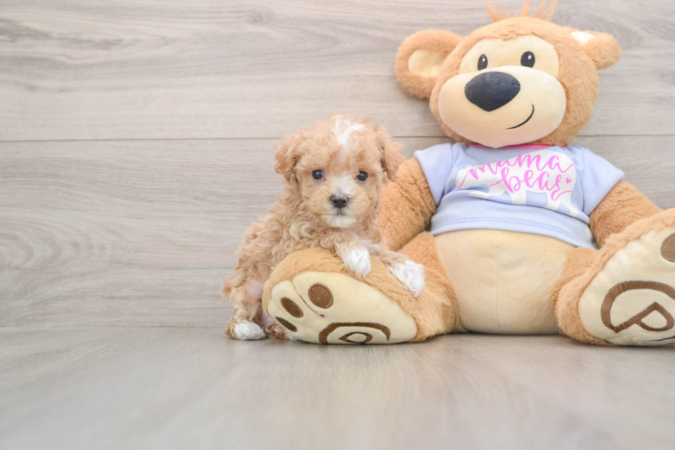Little Moodle Poodle Mix Puppy