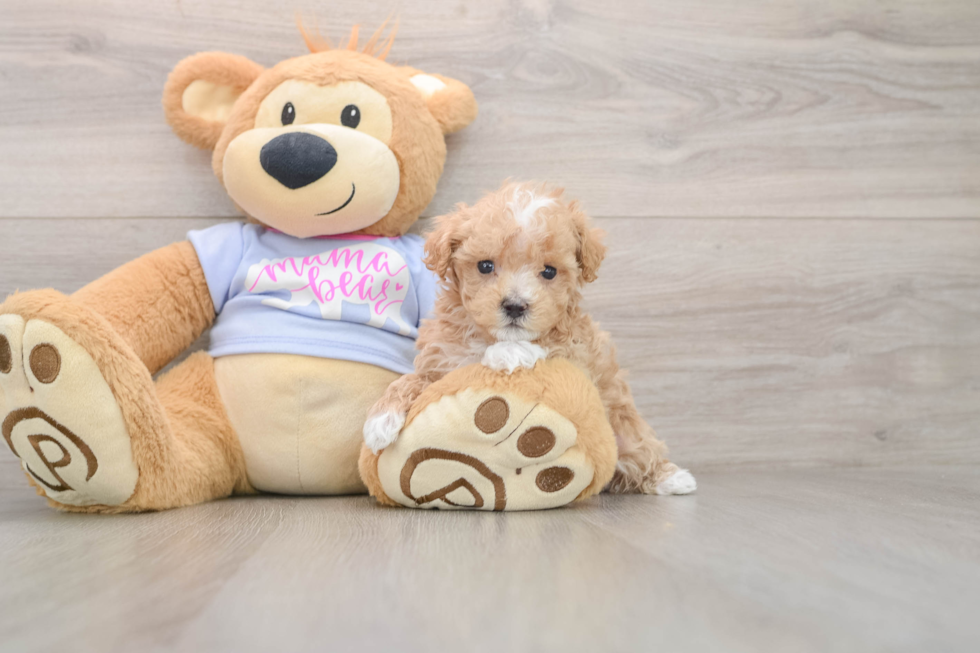 Maltipoo Puppy for Adoption