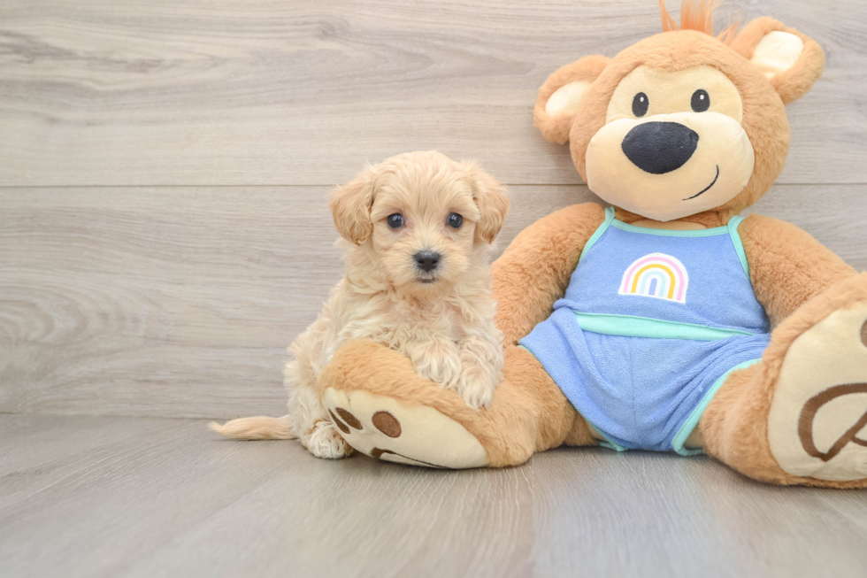 Maltipoo Puppy for Adoption