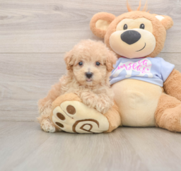 7 week old Maltipoo Puppy For Sale - Pilesgrove Pups