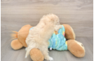 Best Maltipoo Baby