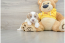 Maltipoo Pup Being Cute