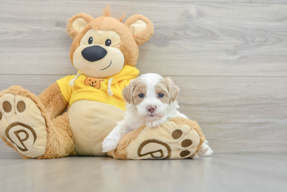 Friendly Maltipoo Baby